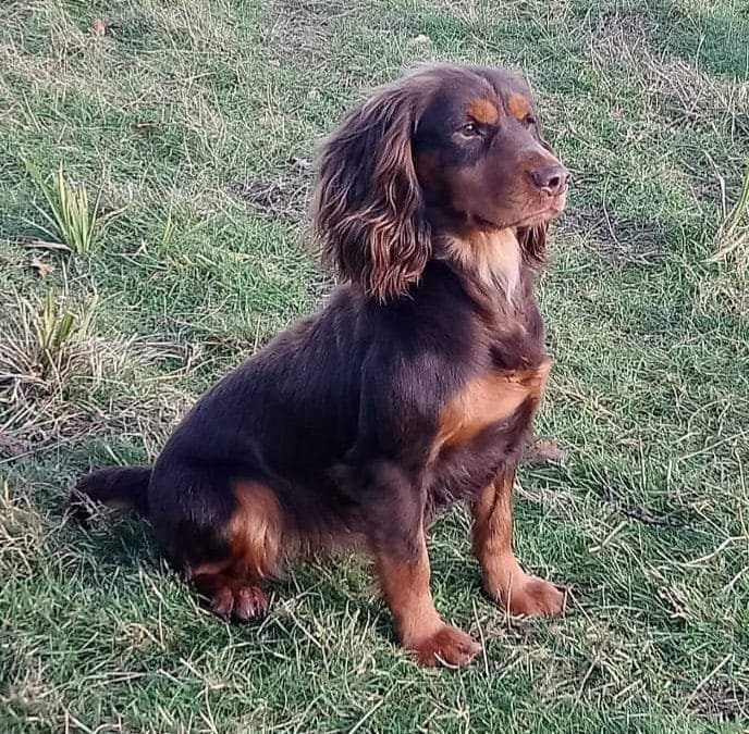 BELLA MINNIE OF BREEZYBROOK