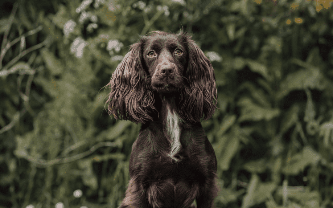 DARKLASS BRAMBLES’ ARTEMIS