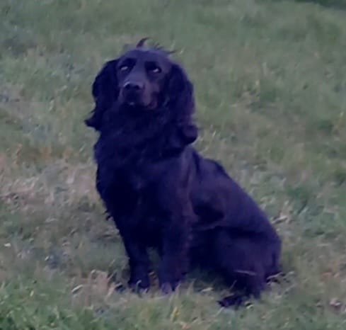 TOLLIEFORD DIXIE