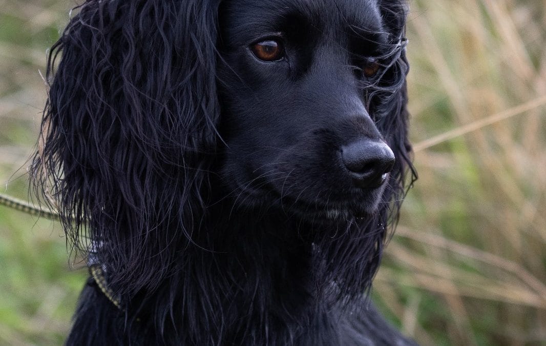 TOLLIEFORD FINN