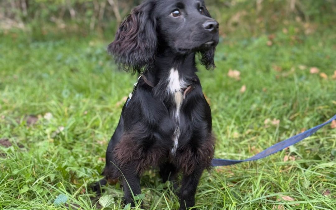 BOURNEPARK CLOUSEAU CI TWT