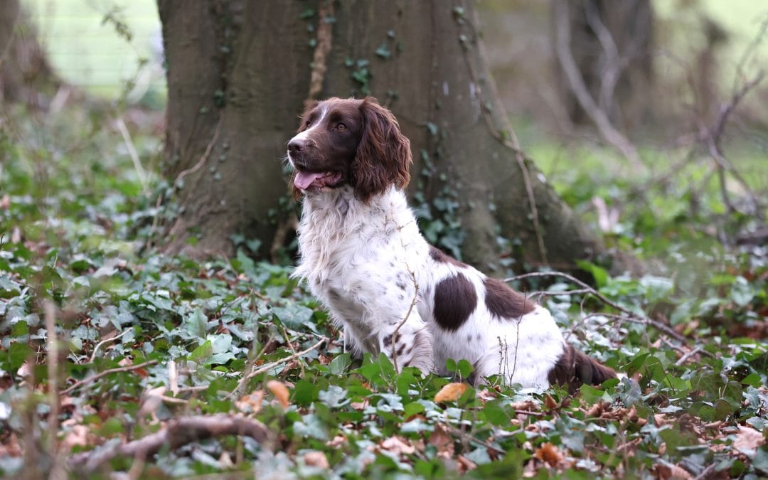 FTCh Bucklawren Bonus