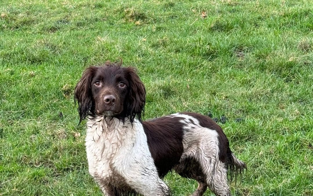 OFTW Saxonvale Strider