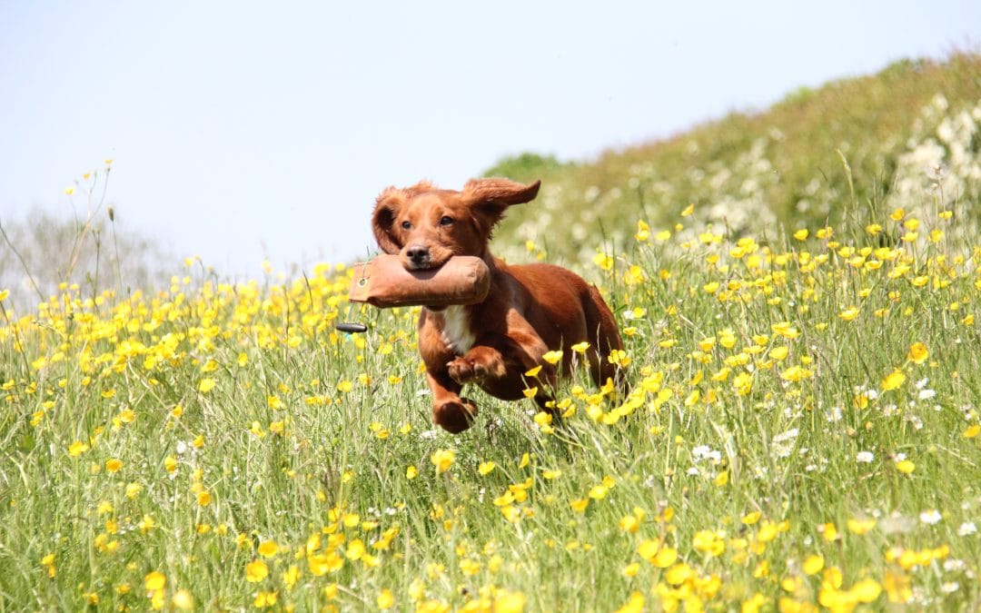 Red Cocker Spaniel at Stud.