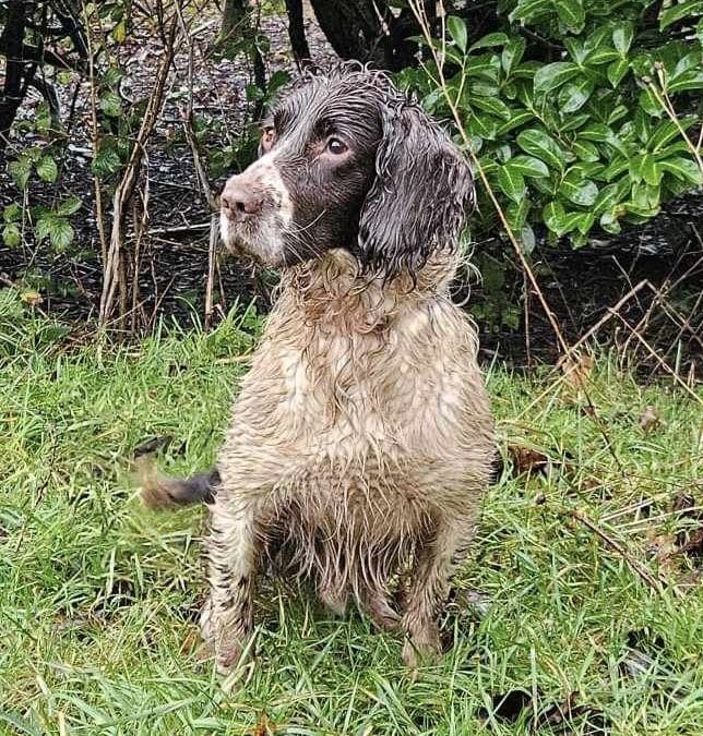 FTAW Edwardiana Randie