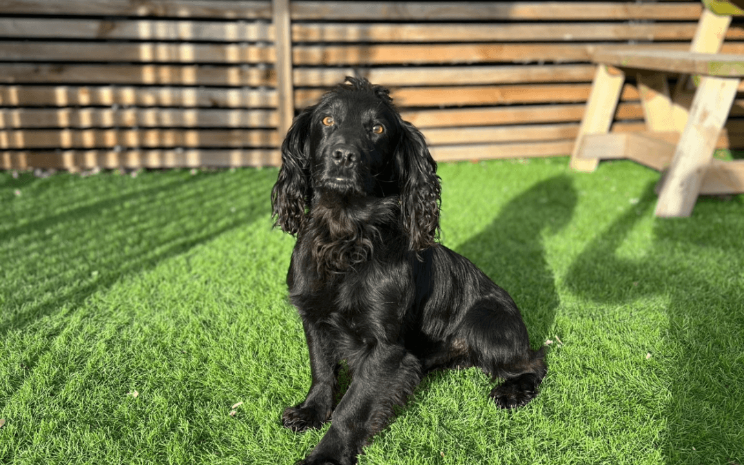 FTW/OFTAW cocker spaniel