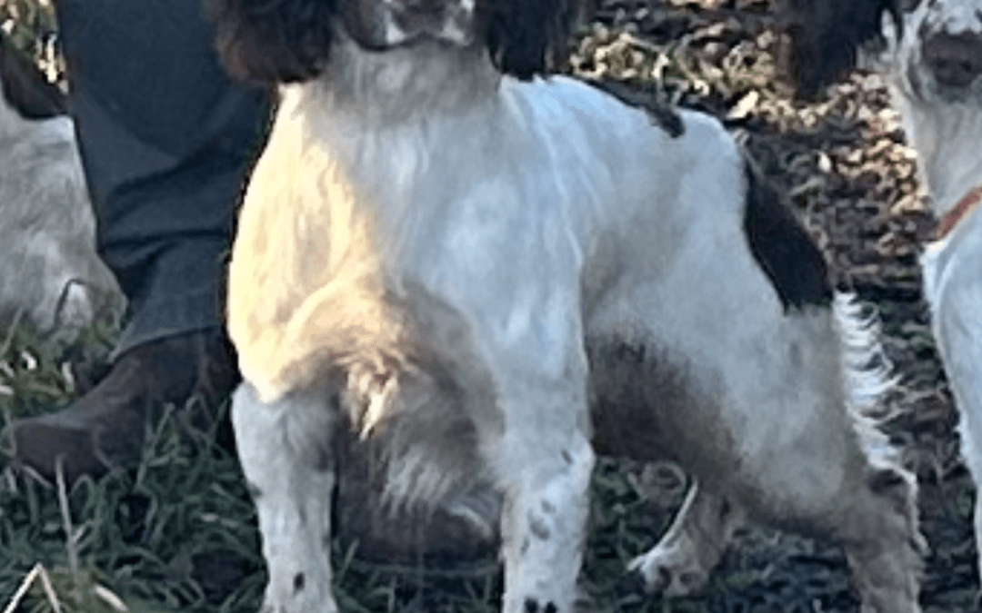 FTW Brocklinton Mick