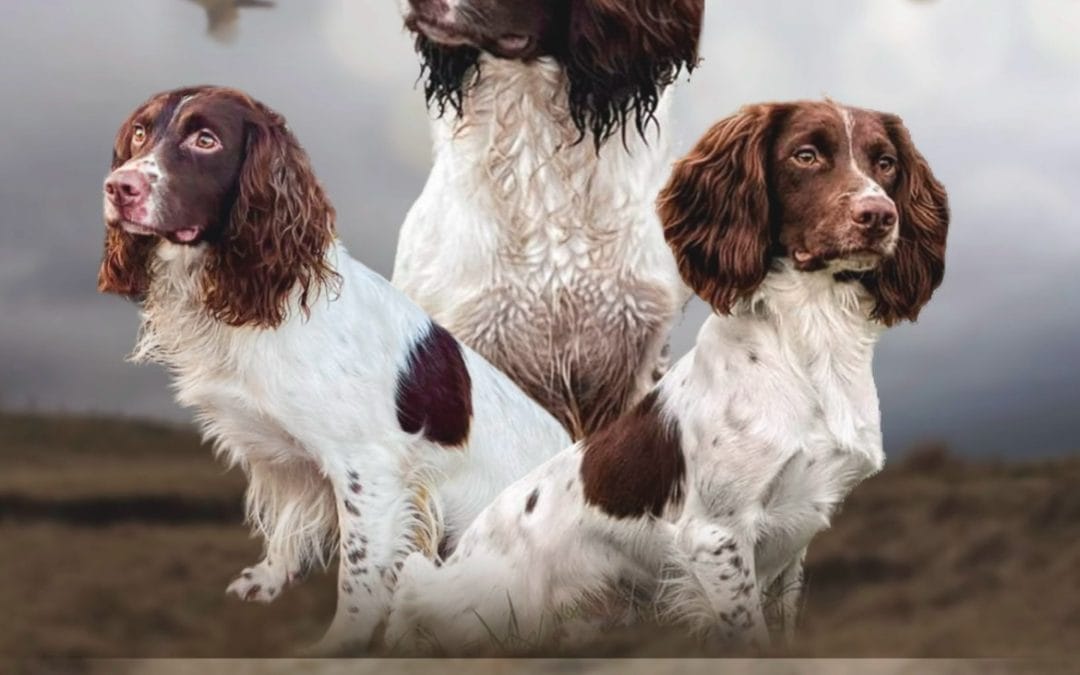 FTCH Cindersash Lyric of Edgegrove