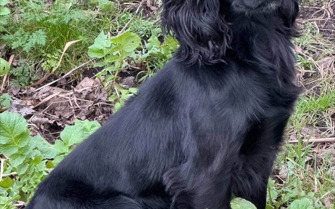 AT STUD – OFTW Heathcroft Karter