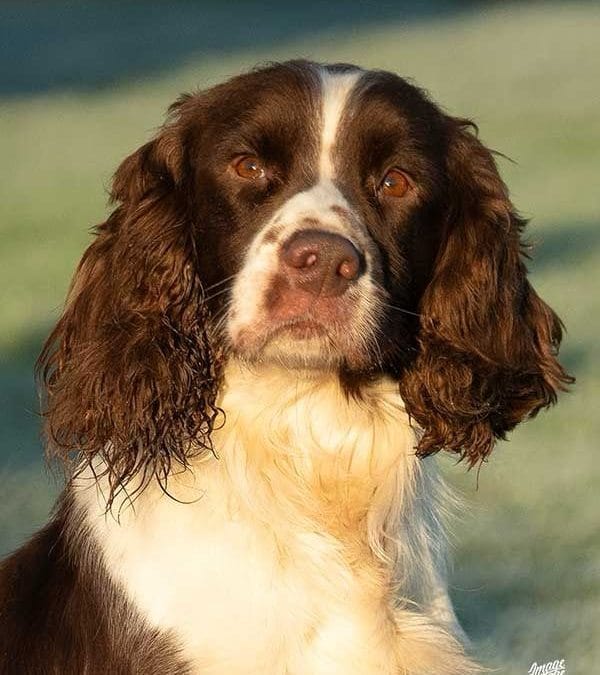 FT Ch Rytex Ringo – Sire to 2025 Championship Winner