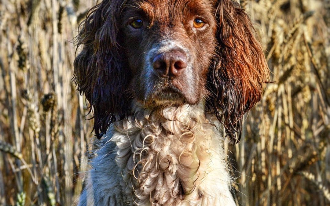 OFTAW Helmsway Hollis