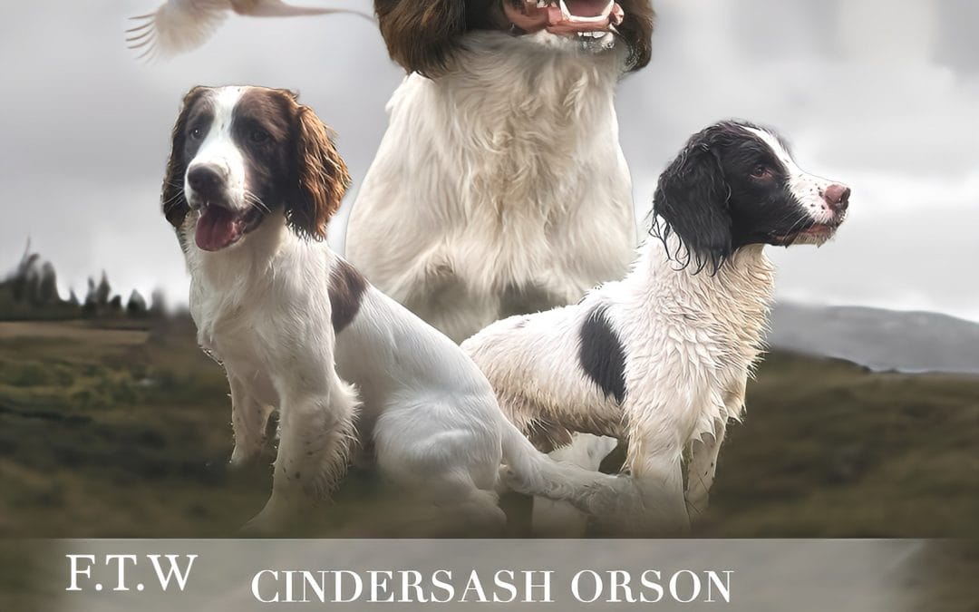 FTW CINDERSASH ORSON (FT Ch x OFTW)