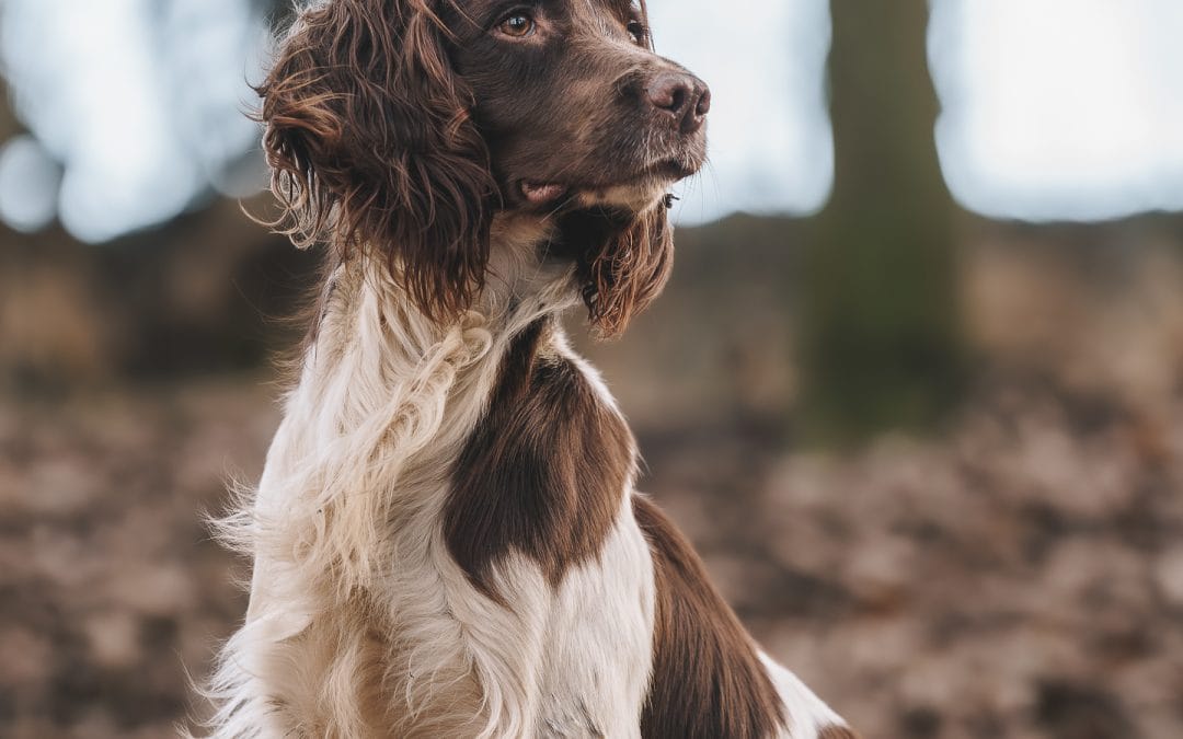 FTAW Rangemaster Woodlark Del Chipindor – Fully Health Tested