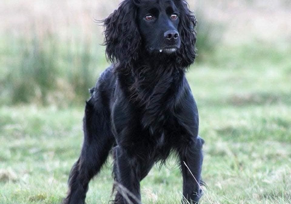 FTCH Heolybwlch Denman