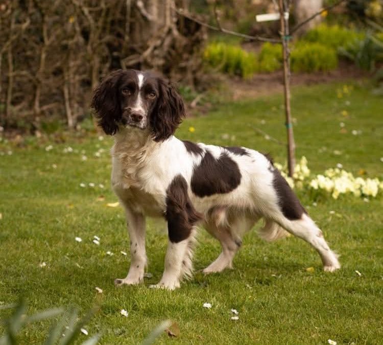 INT FT Ch Rytex Reo of Hollydrive – IRISH CHAMPIONSHIP WINNER