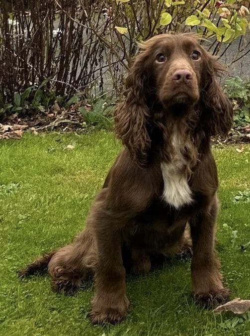 FT Ch Mallowdale Jaffa