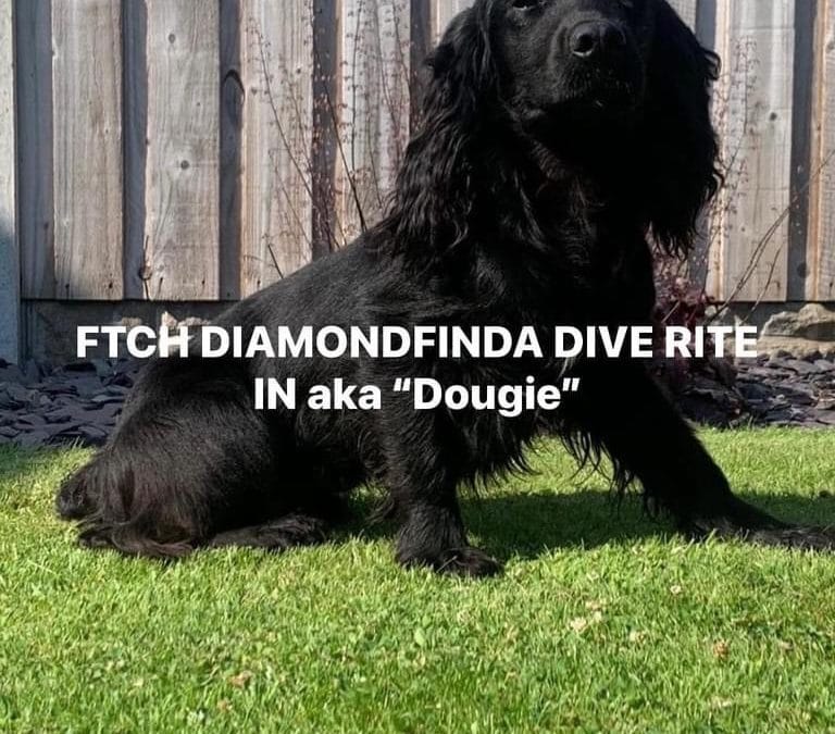 FT CH DIAMONDFINDA DIVE RITE IN