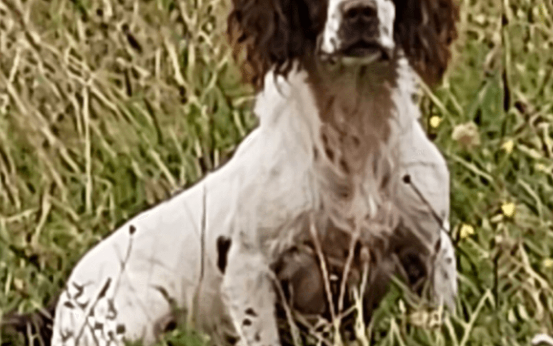 RIBBLEBROOK RAMBO OF BLACKERWOOD
