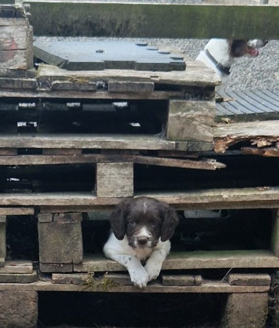 KC WORKING SPRINGER SPANIEL puppies