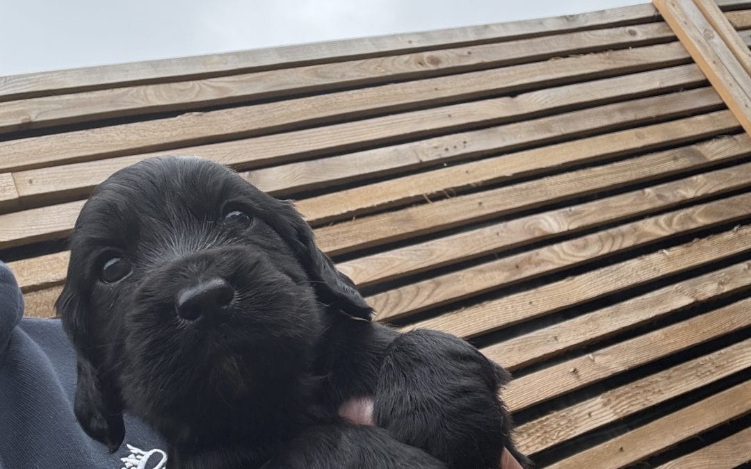 Kc reg cocker spaniels
