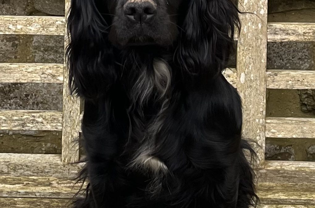 Well bred working cockers puppies