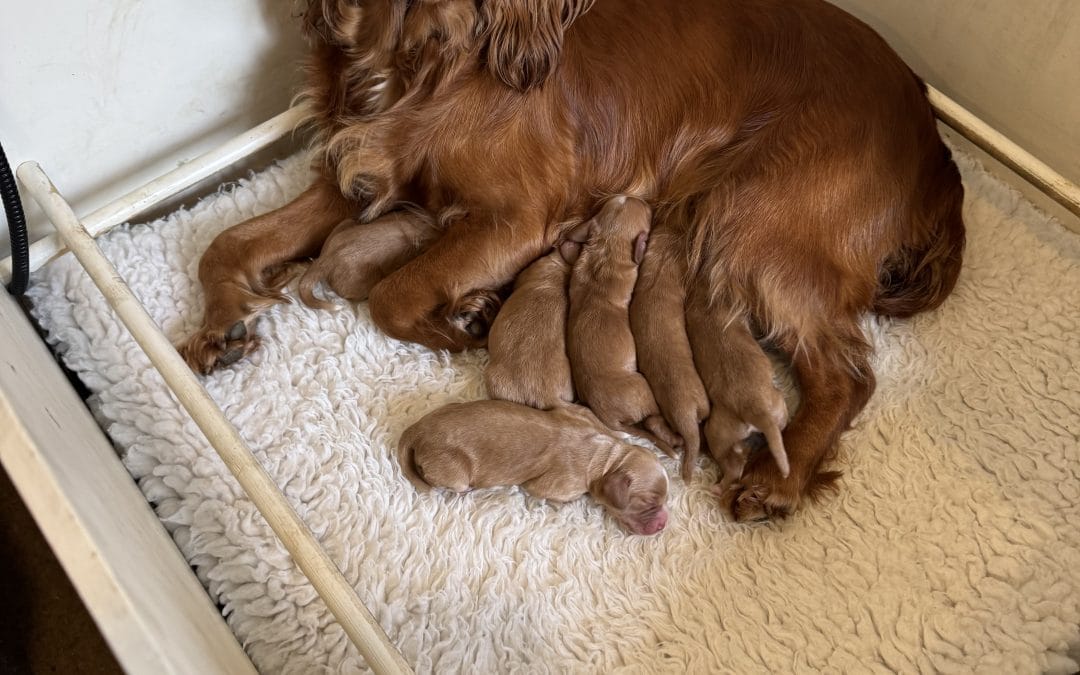 4th Generation “Hatchetts” Gold/Red Cocker Pups