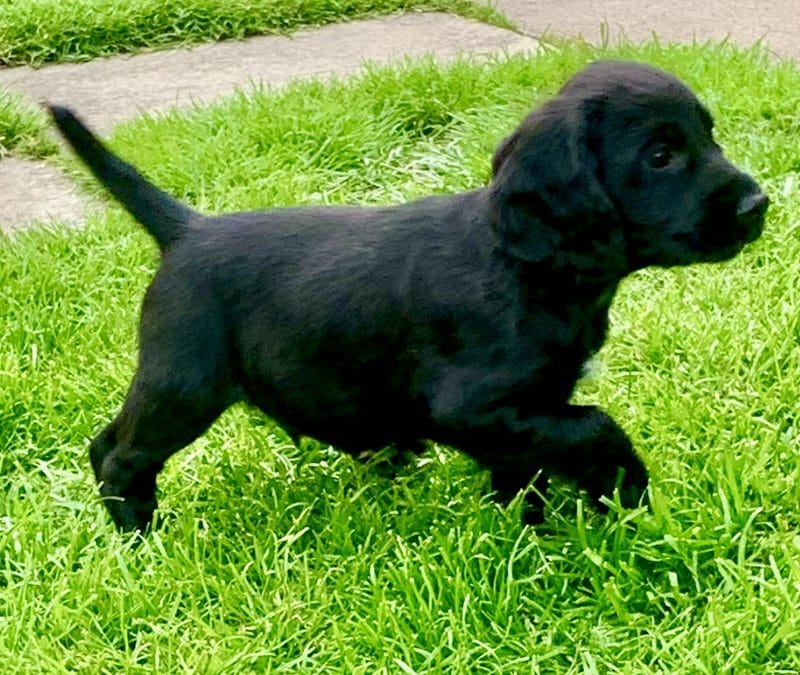 1 Dog puppy of litter of 8