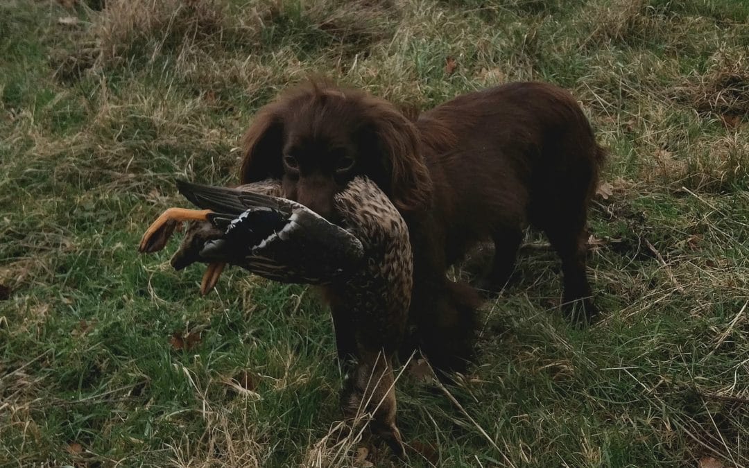 Working Cocker Pups