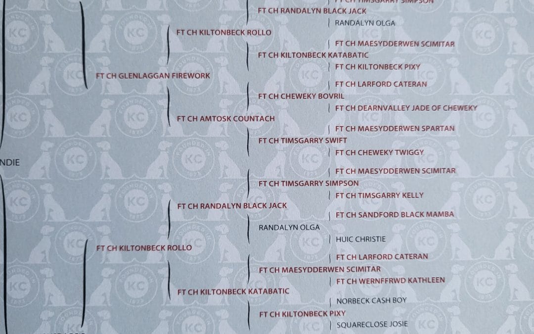 Cocker spaniel puppies for sale