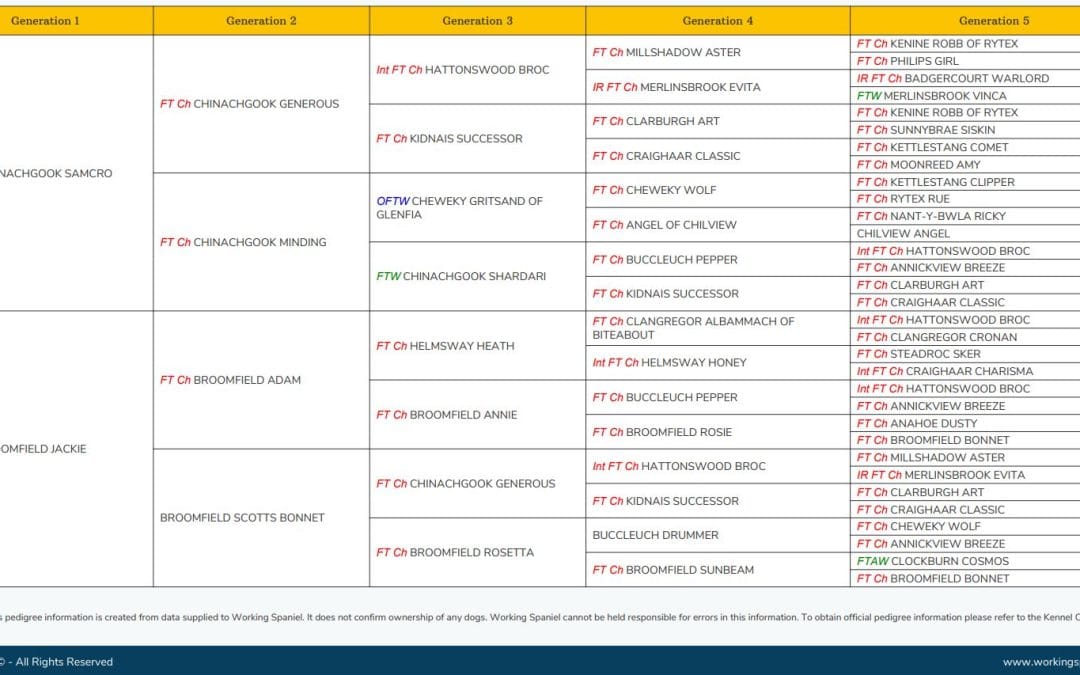 Broomfield – OFTW X FT Ch Puppies (Males and Female)