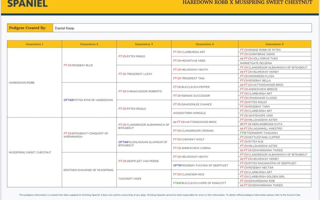Springer Spaniel puppies  – Grandsire Championship winner FTCH Rosebay Blue – Very well bred