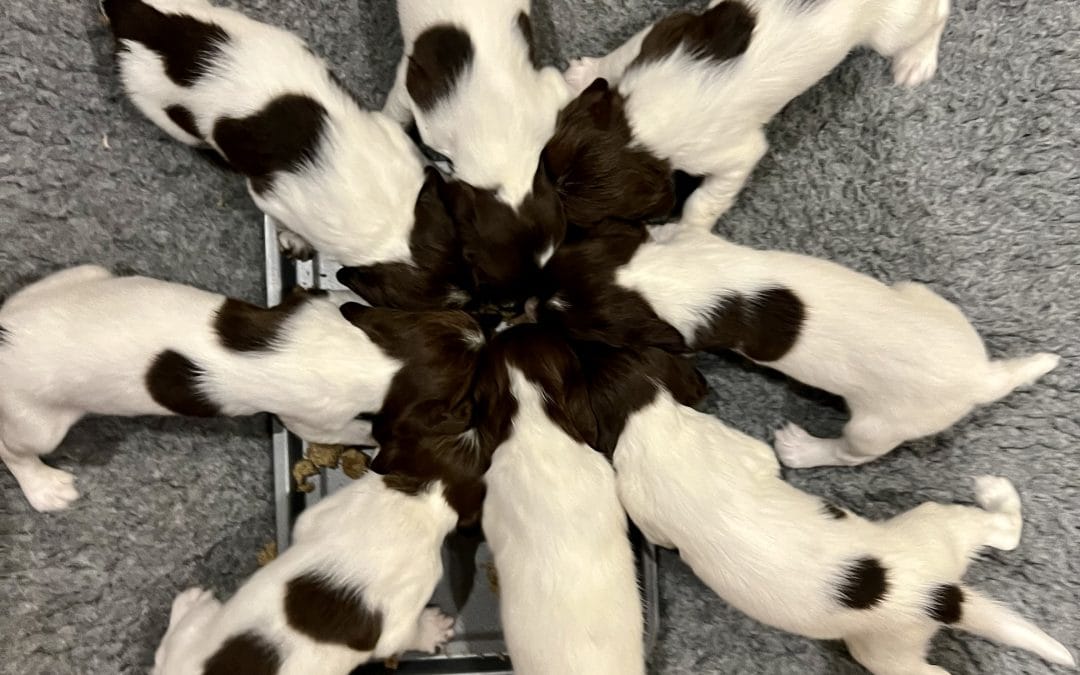 English Springer Spaniel puppies