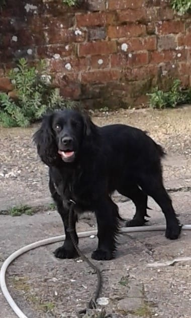 MILLIES BOY OF CHAPELBANK