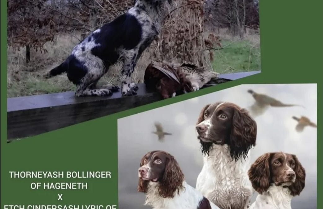 Dog pup, FTCH sired. Black & white.