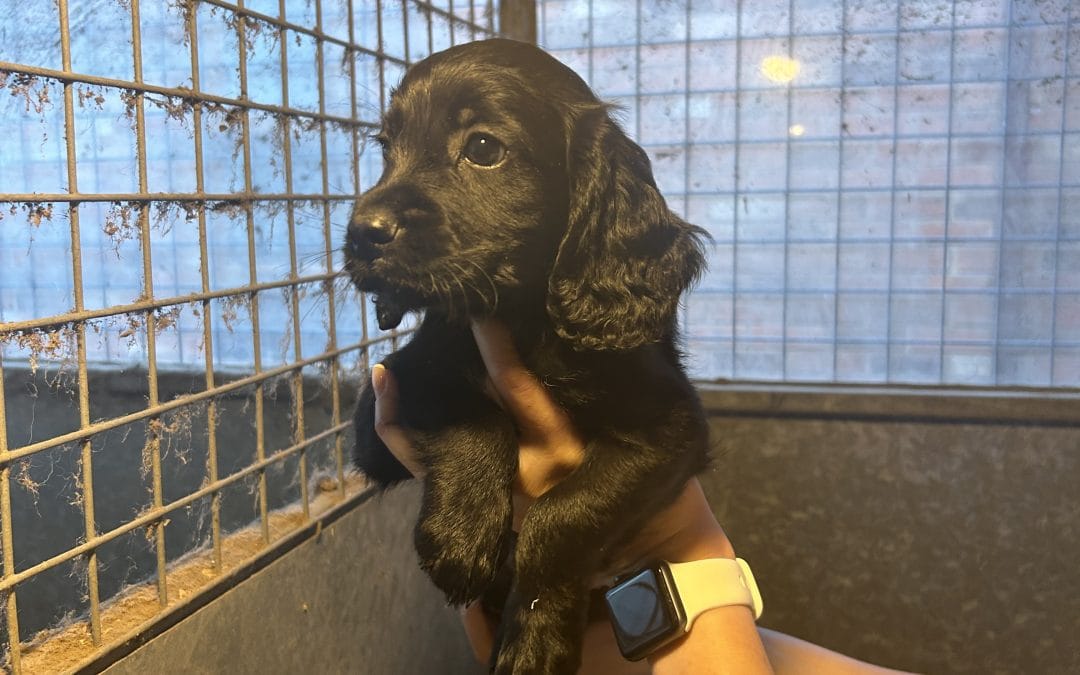 Cocker spaniel dog pup