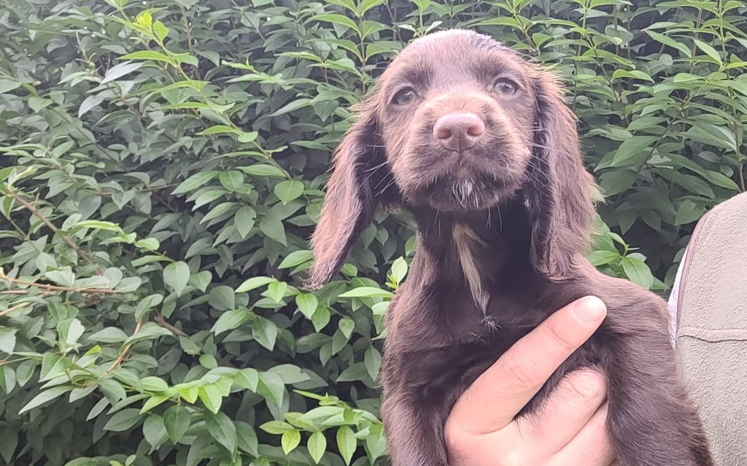 Cocker spaniel puppies 5 dogs