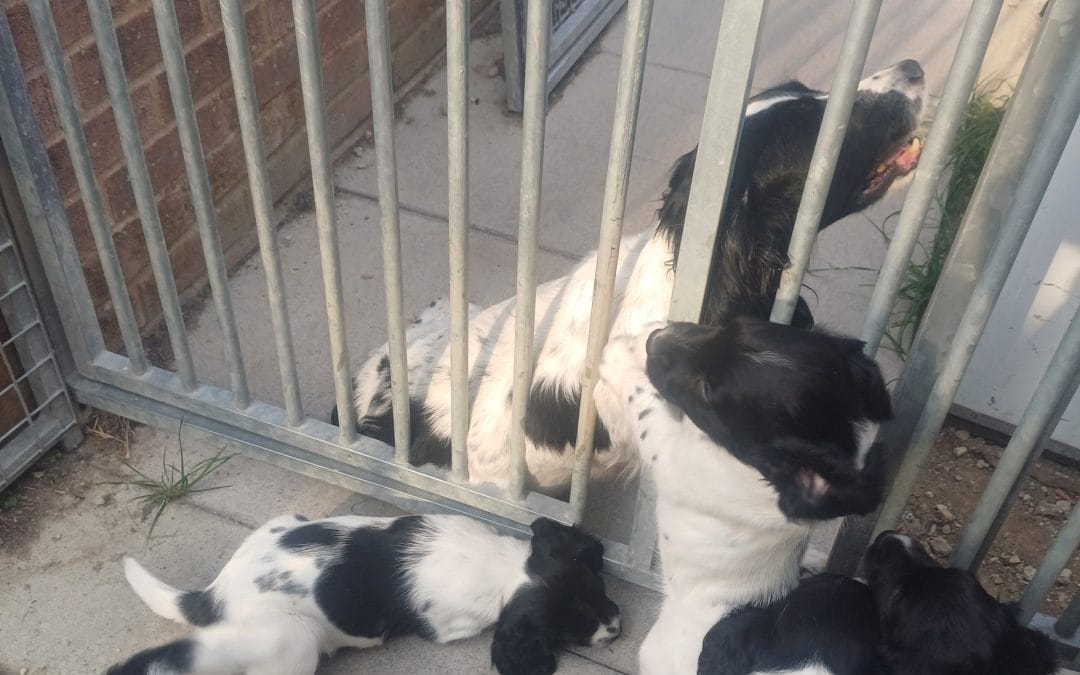 Quality Pups from proven winning lines.