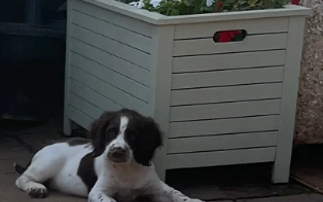 Superb DNA KC Champion Bred Working Springer Pups