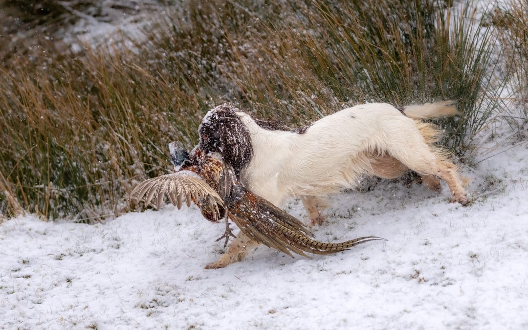 FTCh x British  Championship Winner puppies