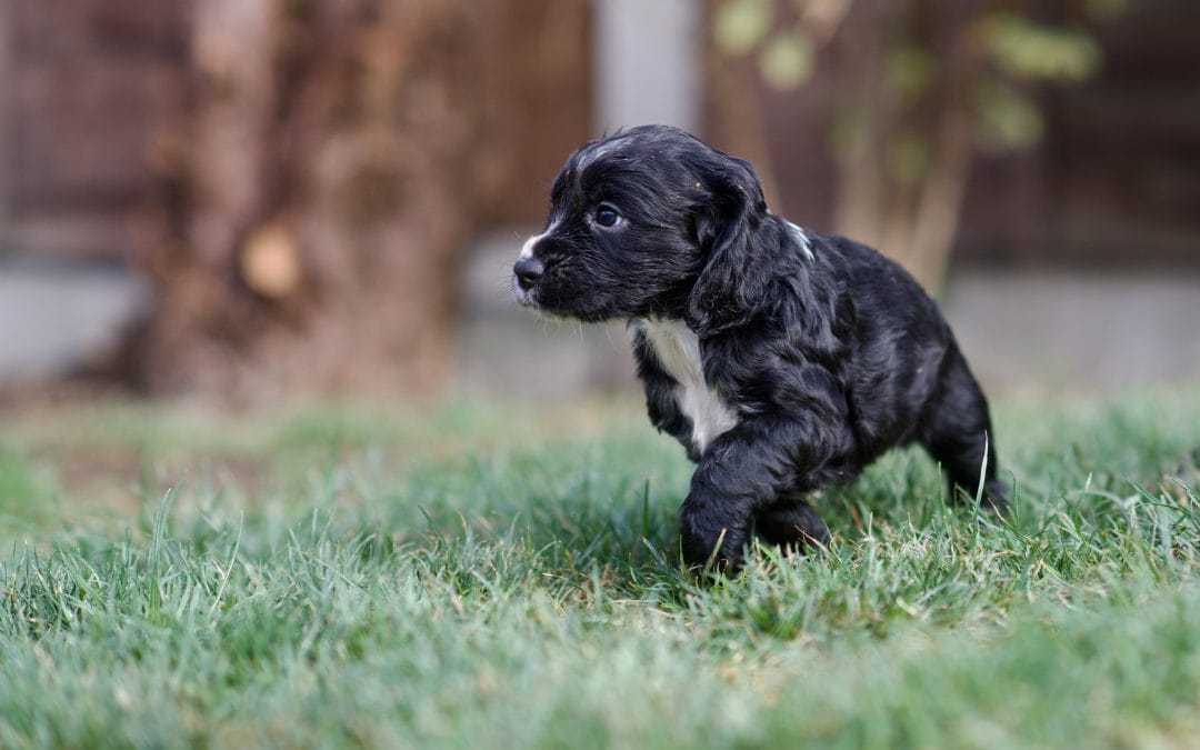 KC Cocker Pups – Open Trial Winning Dam