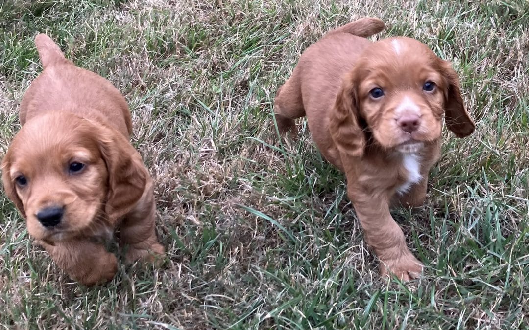 Home Bred Working Cocker Puppies (2 boys available)