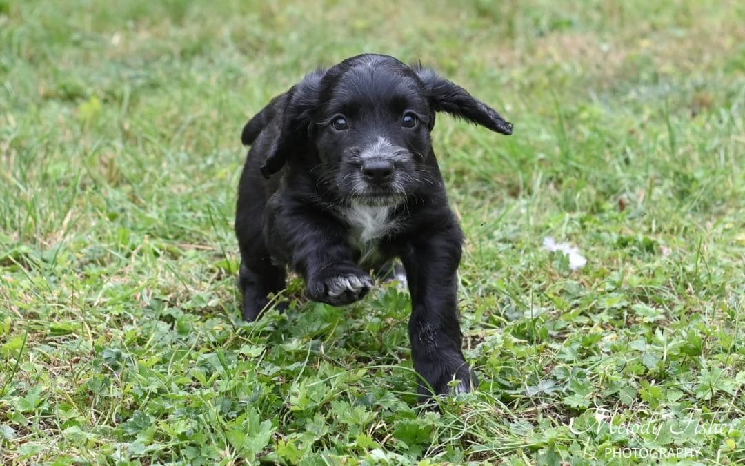 Male Cocker Spaniel Health Tested Working Parents