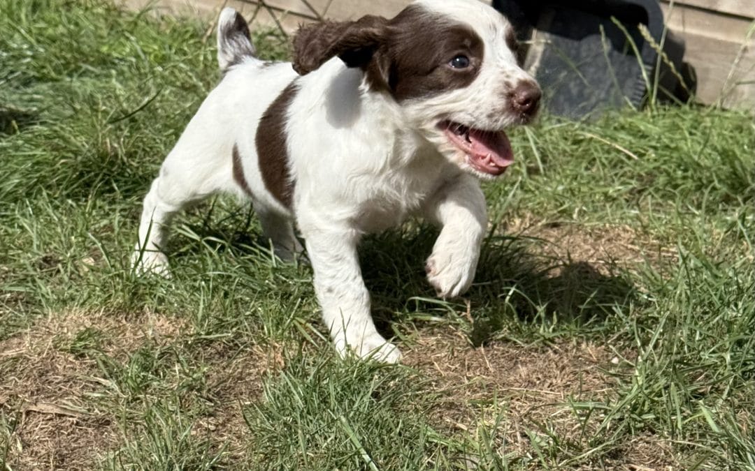 Handsome litter of KC Registered Puppies 1 girl and 2 boys left