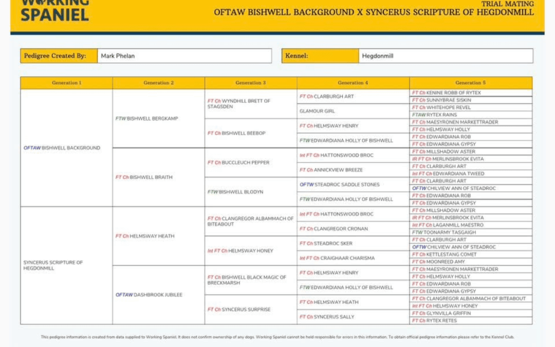 Ftw/Oftaw Sired Springer Pups