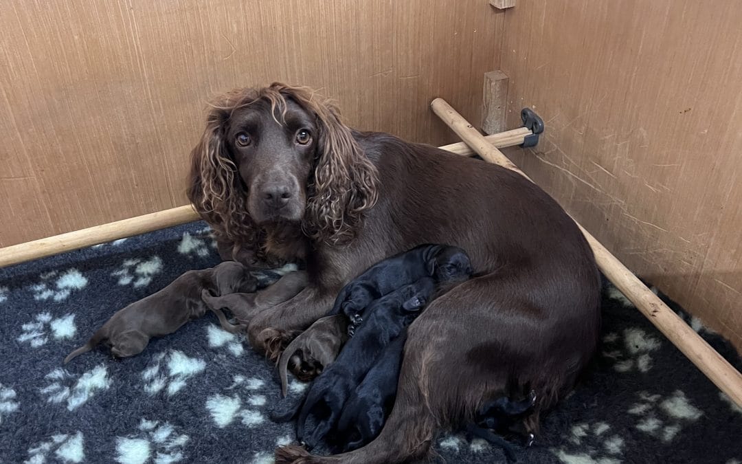 Champion x Champion KC Registered Cocker Spaniel Puppies