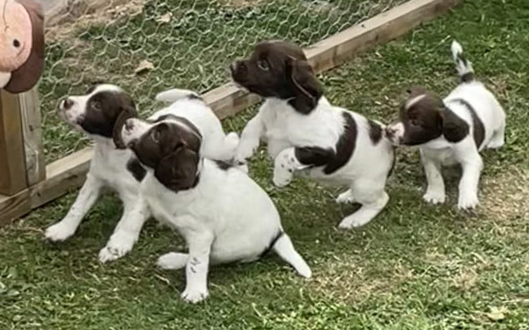 FTCH Rosebay Blue x FTAW Gushing Alcantara