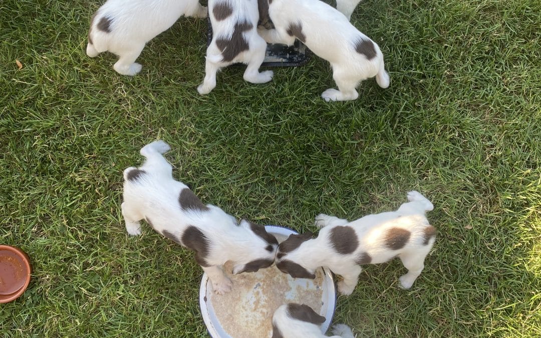 Springer Spaniel Puppies – KC Registered – Exceptional Working Lines Peppercrest Chloe /FTCH Rytex Ringo