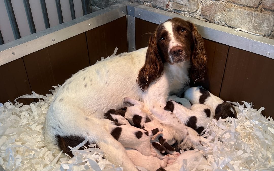 FTCH Championship Winner x OFTAW Springer Spaniel Puppies