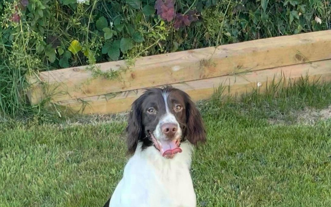 15 Month old English Springer Spaniel