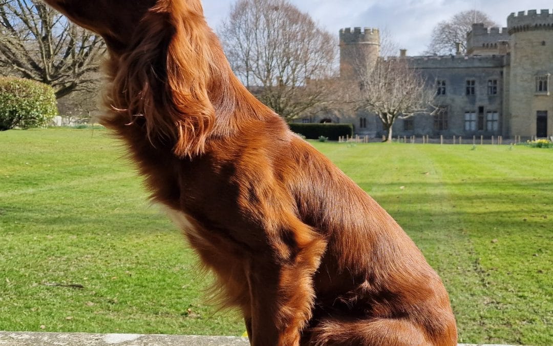 OFTW Breckmarsh Hugh (Evan)